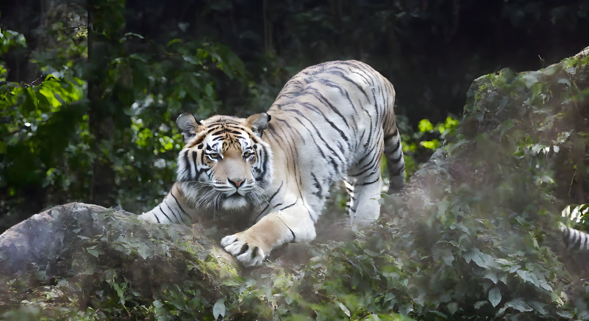 Tiger in Lush Green Forest with Sunlight Highlights