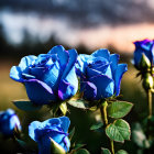 Vibrant Blue Roses Blooming Against Sunset Sky