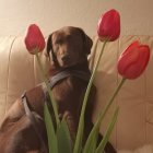 Adorable puppy with headband near pink roses on cushion, vintage-style background