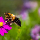 Bee Approaching Pink Flower in Lush Greenery