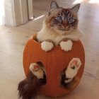 Tabby Cat on Pumpkin in Whimsical Halloween Scene