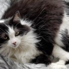 Black and White Cat Among Delicate White Flowers