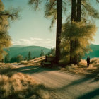 Sunlit forest clearing with winding path, bench, and solitary figure among tall trees.