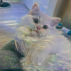 Fluffy White Kitten Surrounded by White Flowers