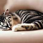 Striped Cat Napping on Beige Sofa