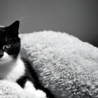 Black and White Cat Relaxing on Fluffy Cushion on Gray Background