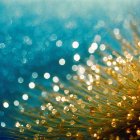 Close-up Abstract Golden Fibers on Blue Bokeh Background