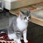 Black and White Cat with Yellow Eyes on Orange Structure, Second Cat Indoors