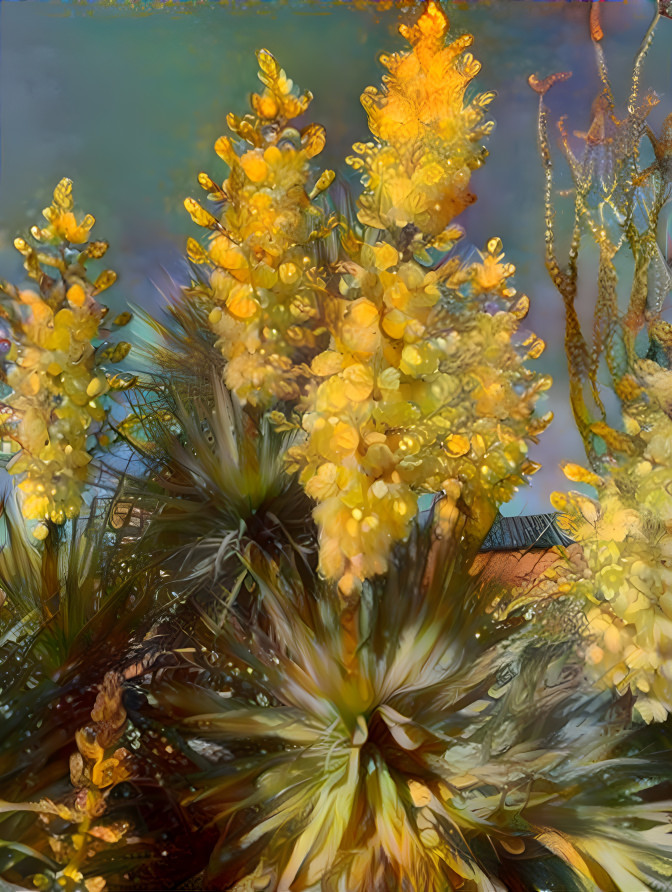 Yucca Plants