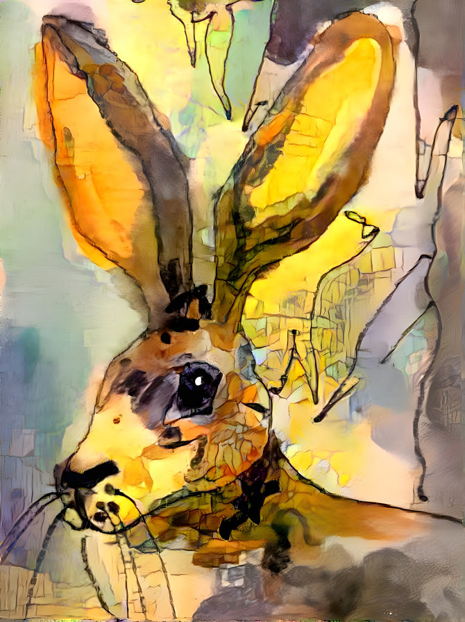 Jack Rabbit