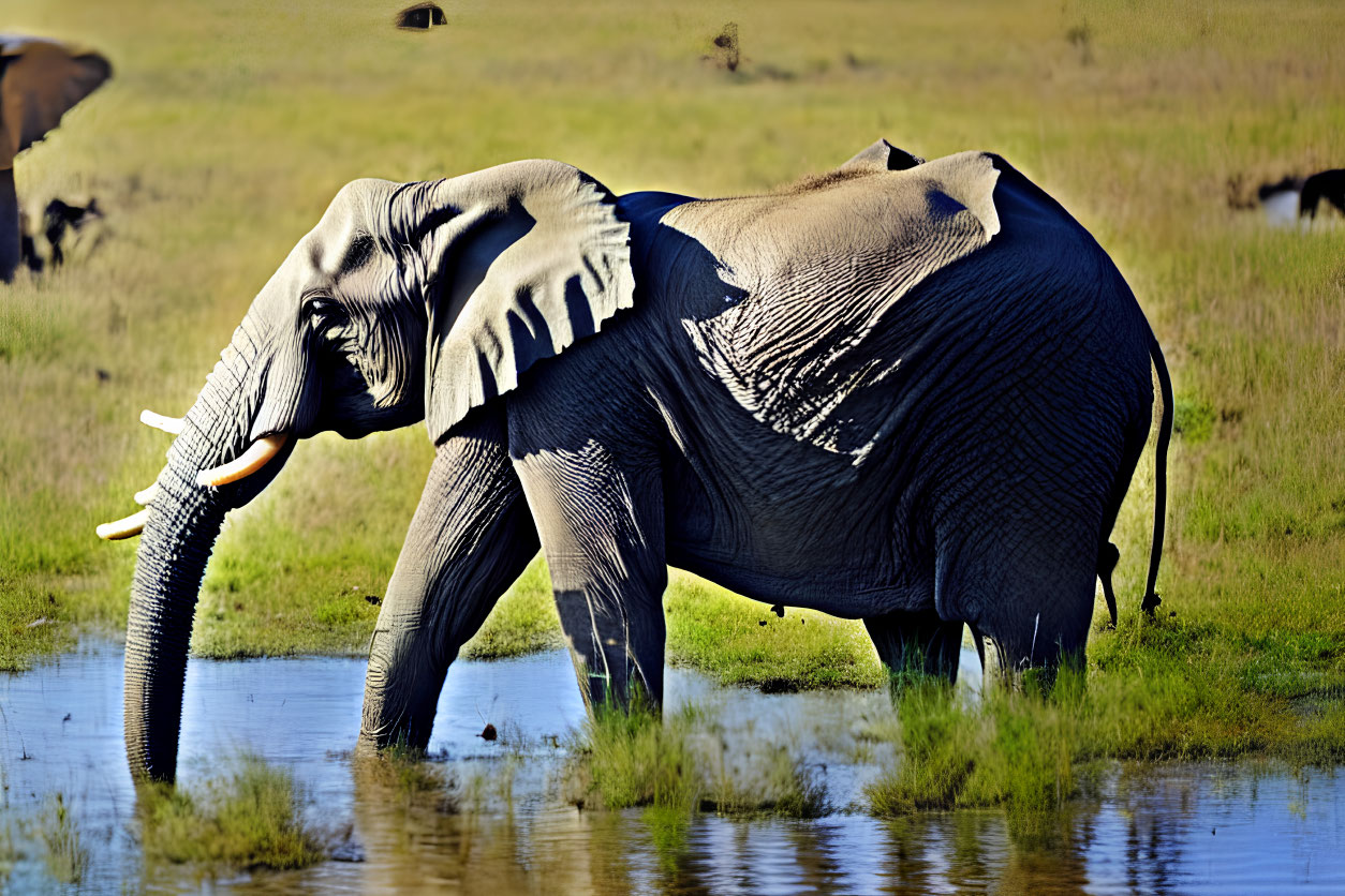 Elephant with tusks in water under clear blue sky