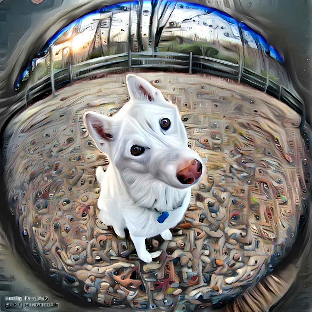  fisheyedog outside