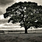 Imposing tree in somber cemetery under cloudy sky