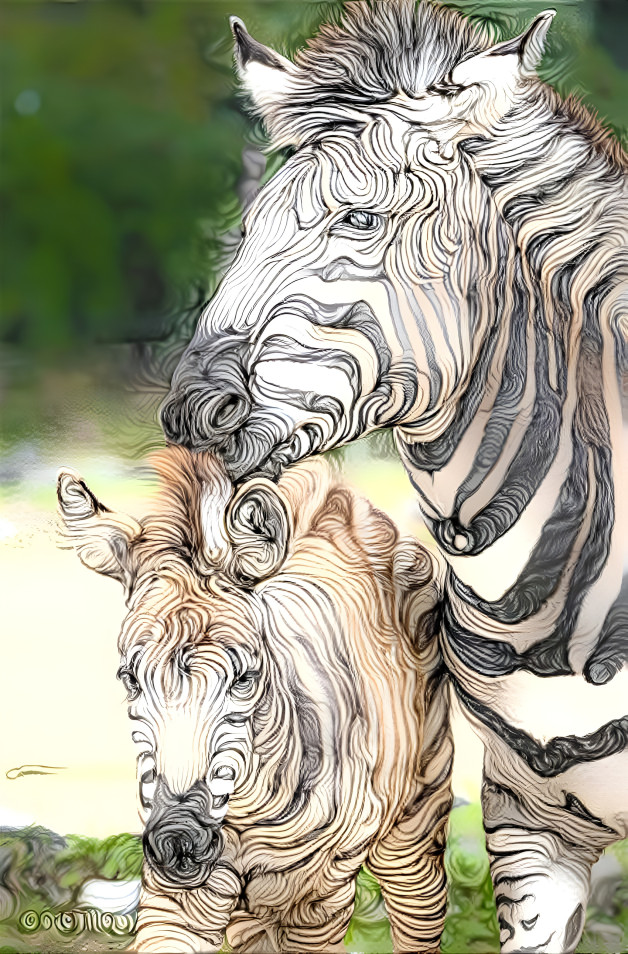 2 Zebras