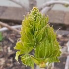 Green plant with orange-tipped buds and white flowers in pink floral setting