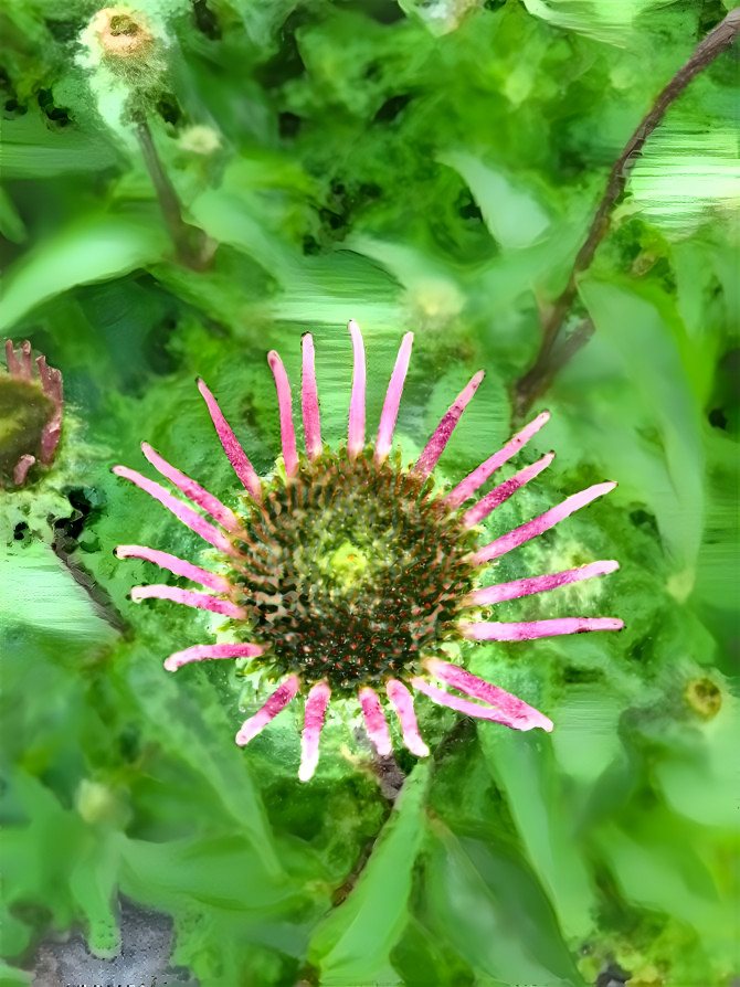 Baby purple cone flower 