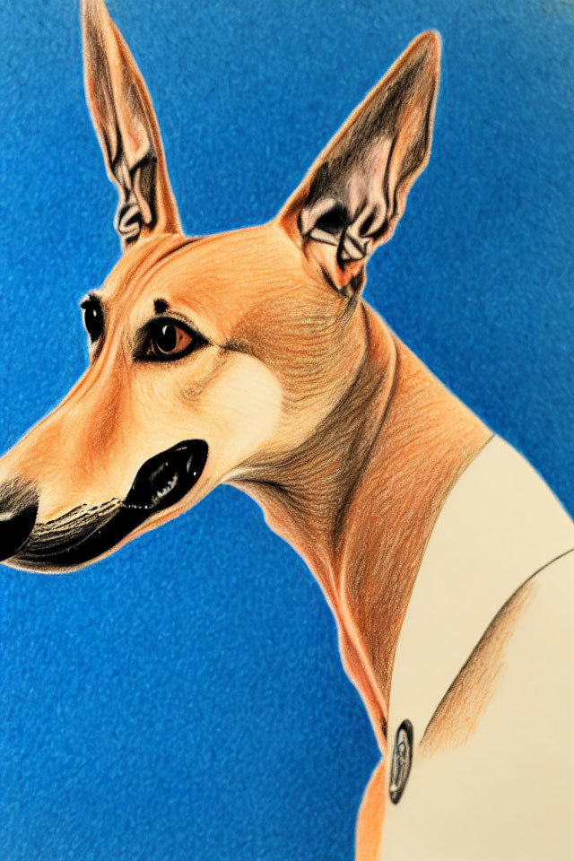 Realistic colored pencil drawing of a brown and white dog on blue background