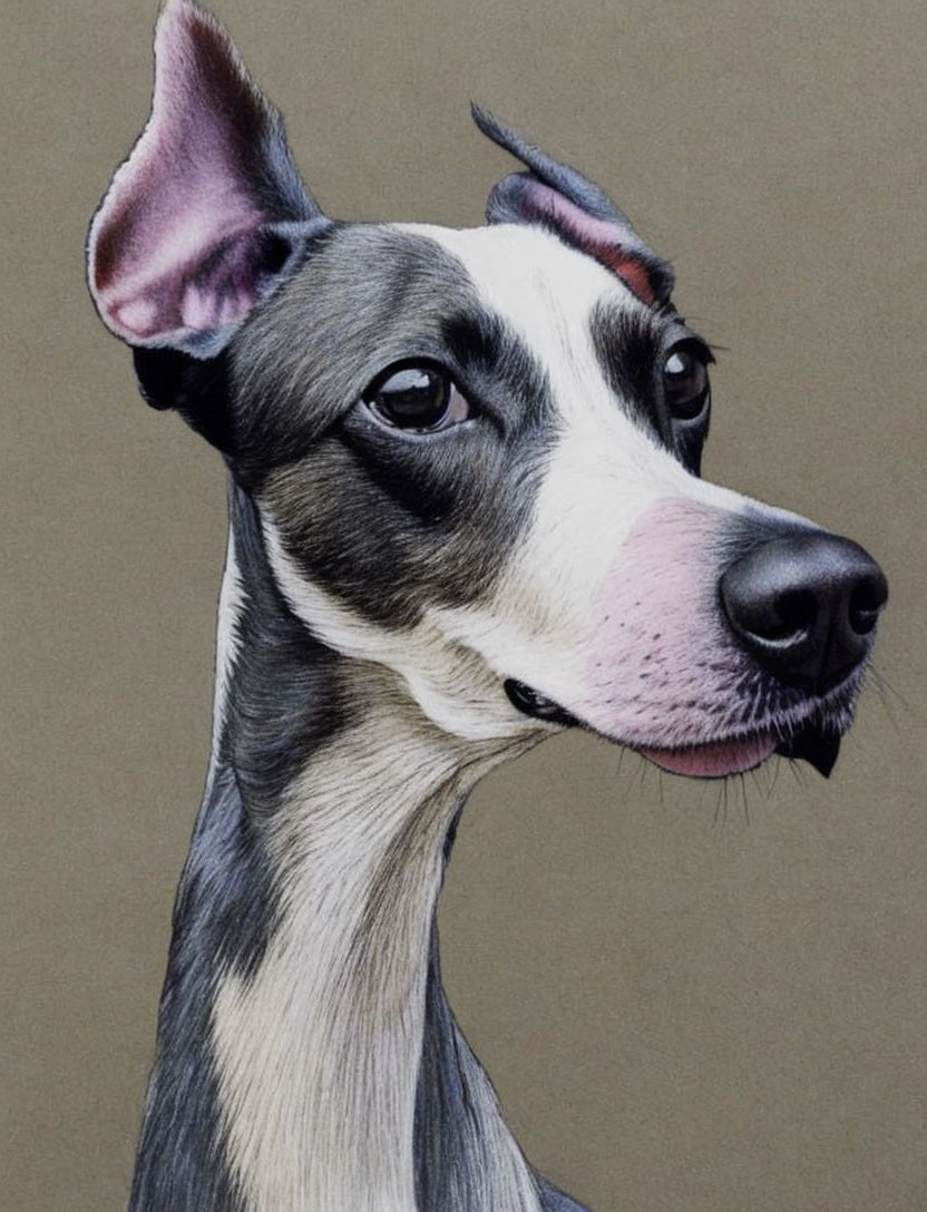 Realistic Whippet Drawing in Black, White, and Tan