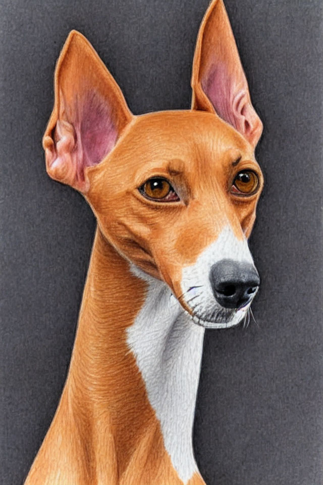 Realistic Colored Pencil Portrait of Tan and White Dog on Gray Background