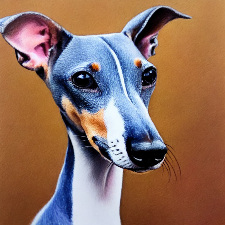 Slender Italian Greyhound with Large Ears and Soulful Eyes on Tan Background