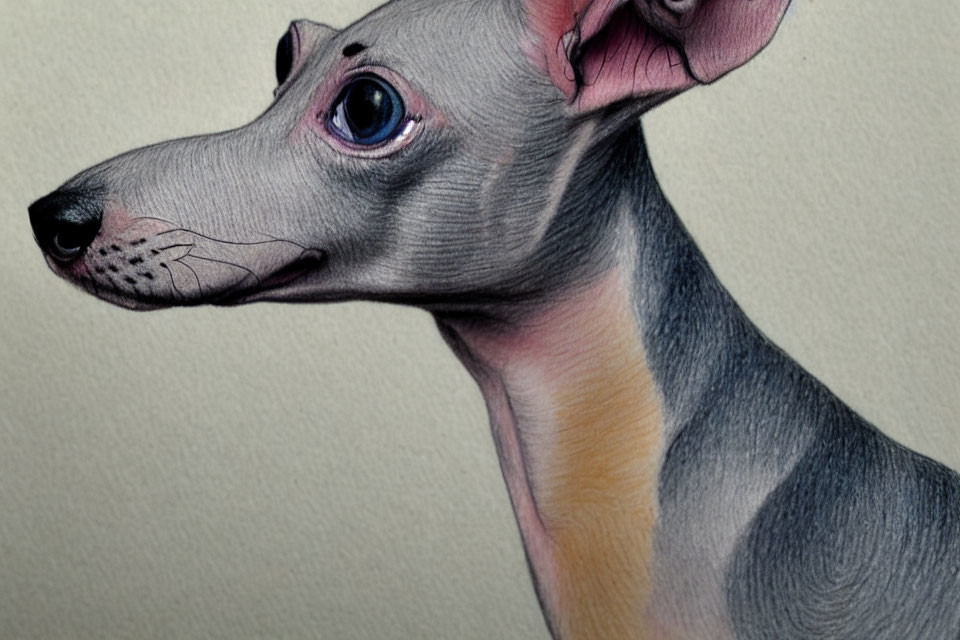 Detailed Drawing of Grey Italian Greyhound with Pink Collar