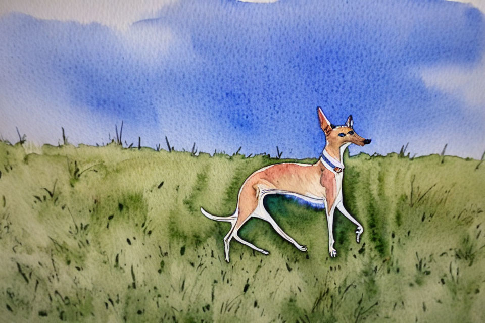 Slender tan dog with blue collar in watercolor painting on green field with blue sky