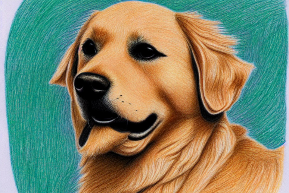 Realistic Golden Retriever Drawing with Colored Pencils on Teal Background