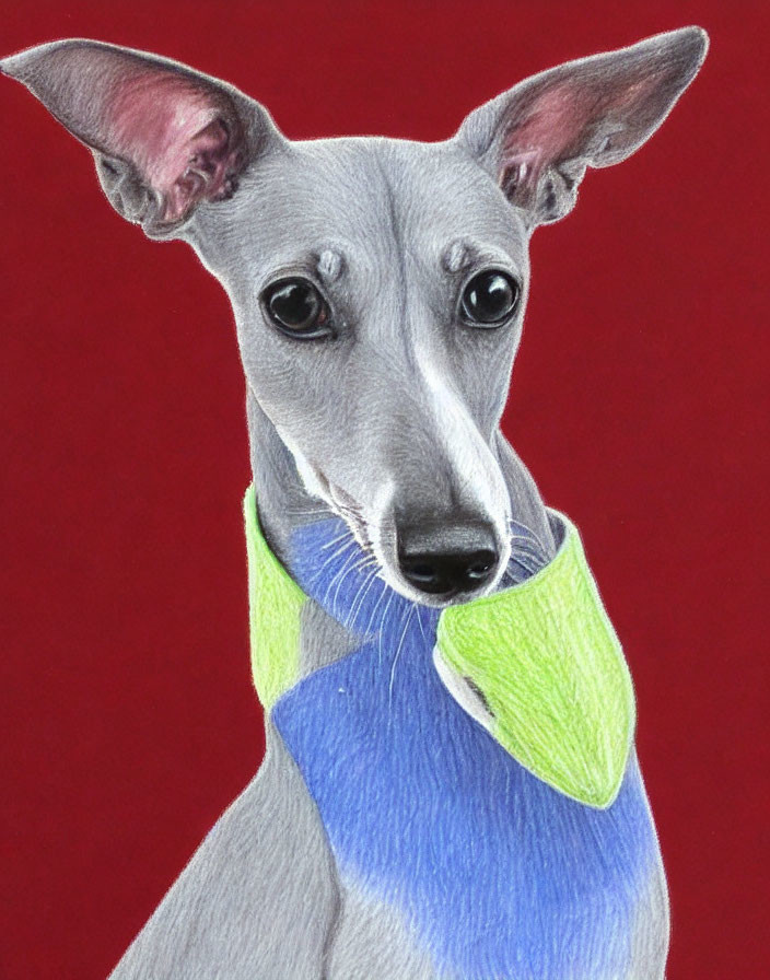 Grey Italian Greyhound with Large Ears in Blue and Green Scarf on Red Background