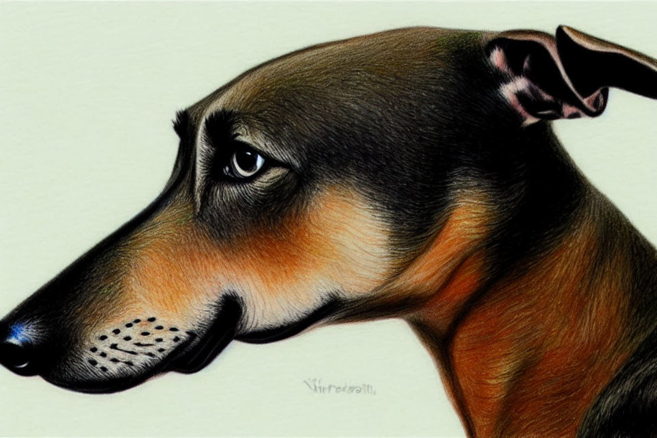 Detailed Greyhound Portrait in Brown Tones on Cream Background