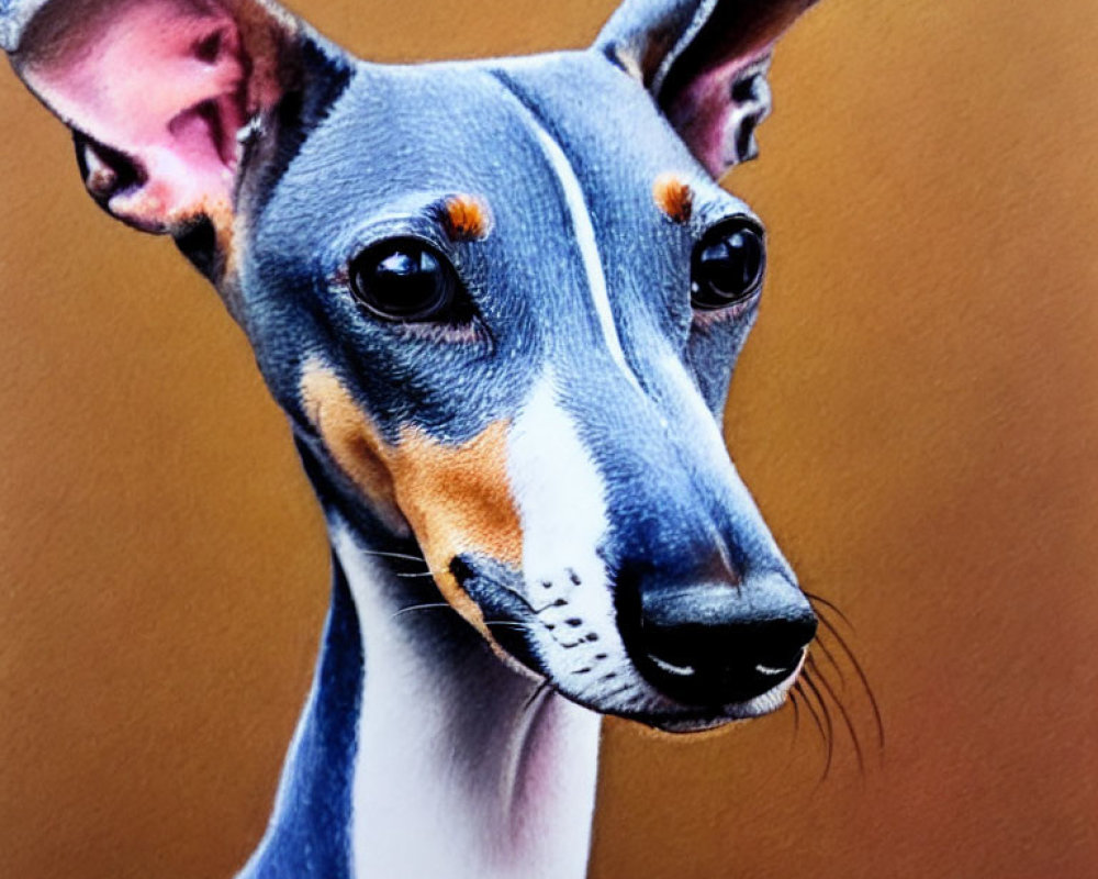 Slender Italian Greyhound with Large Ears and Soulful Eyes on Tan Background