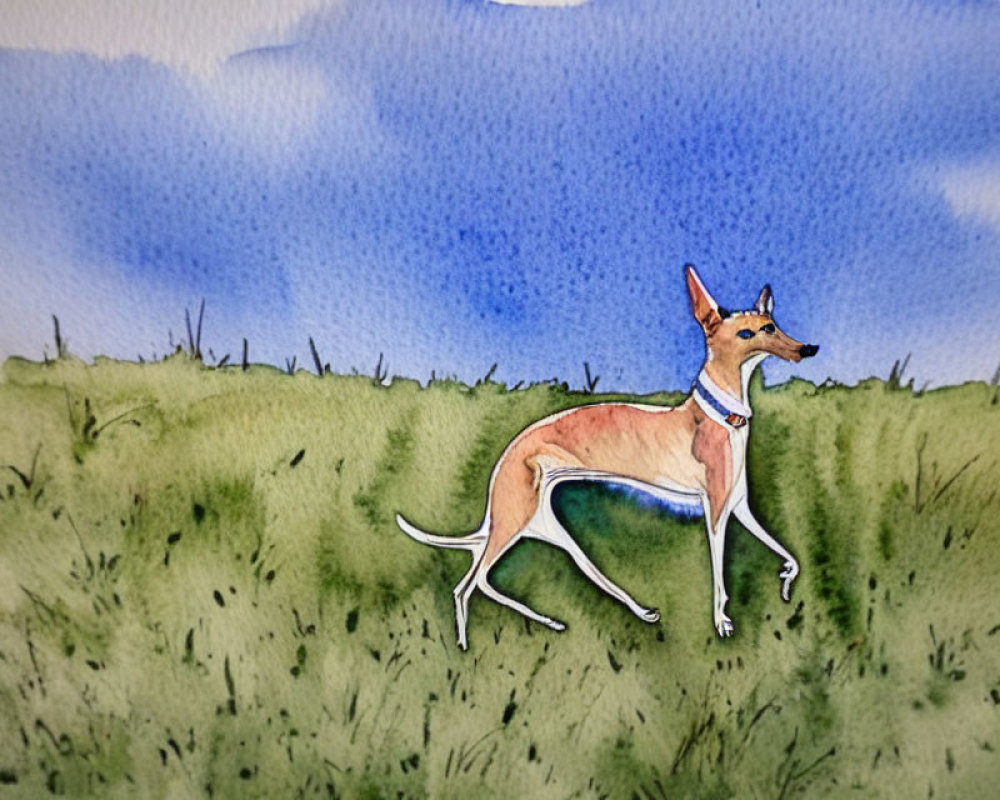 Slender tan dog with blue collar in watercolor painting on green field with blue sky