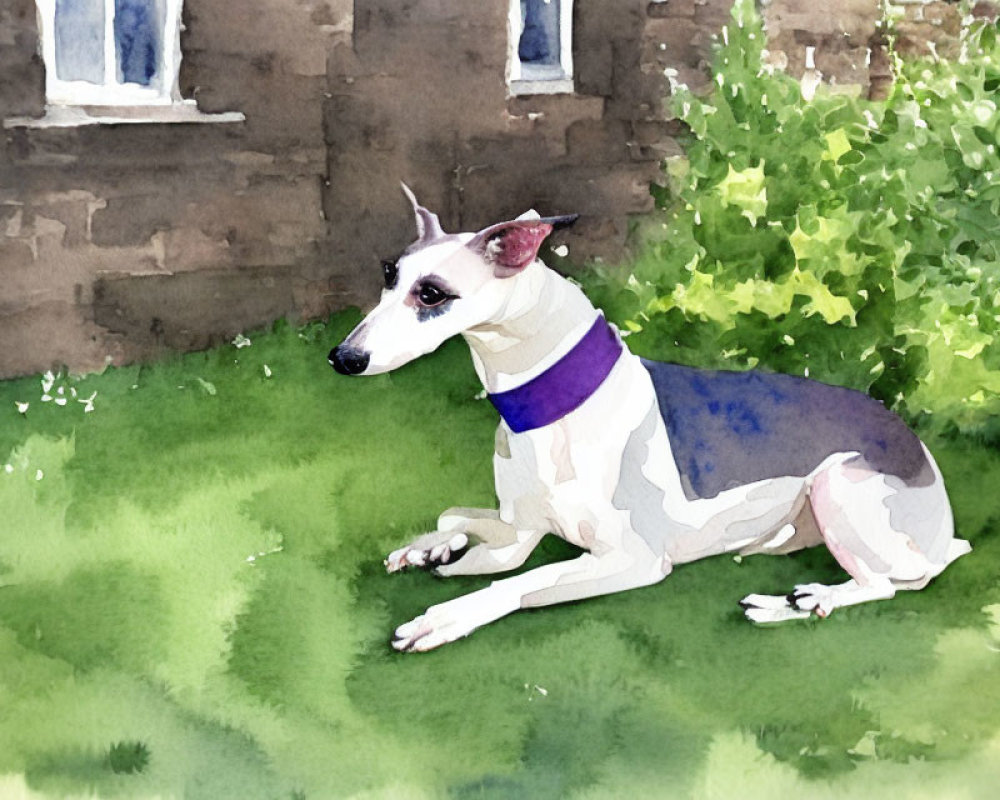 White Sighthound with Purple Collar Resting on Grass by Building