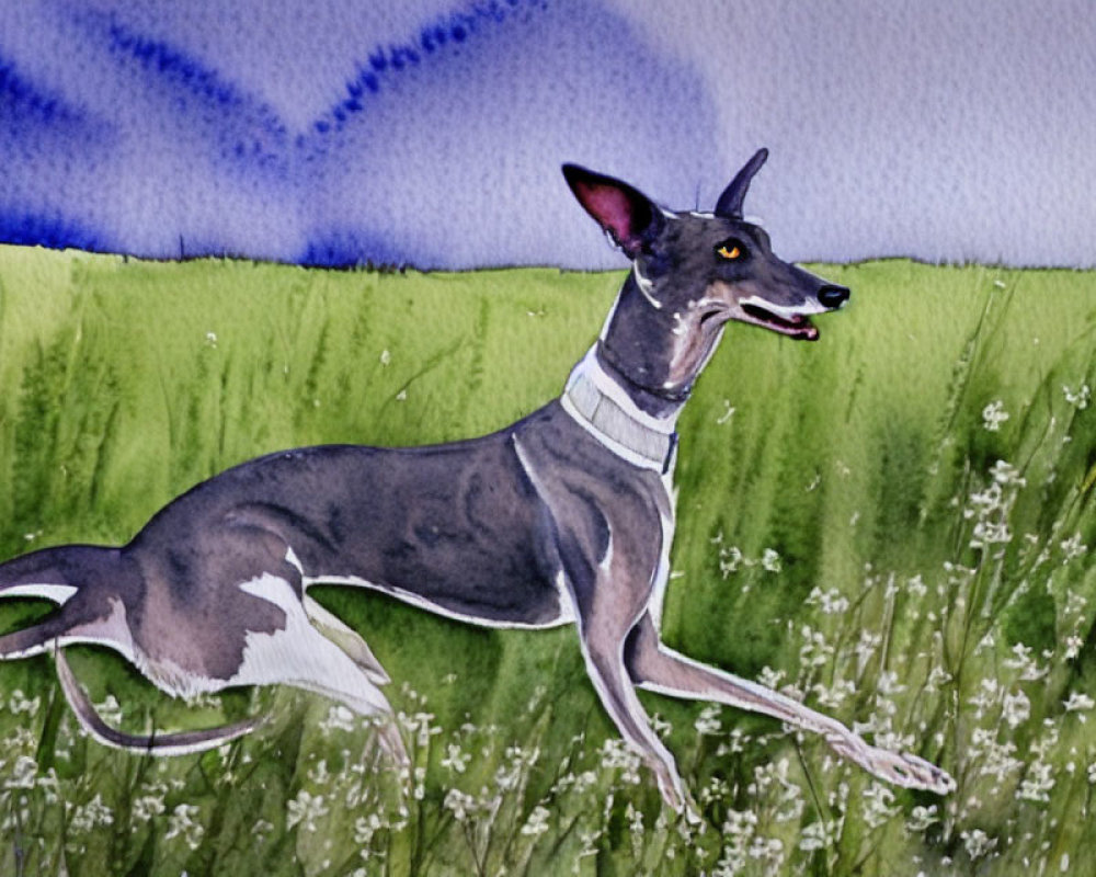 Greyhound Running in Grass Field Watercolor Painting