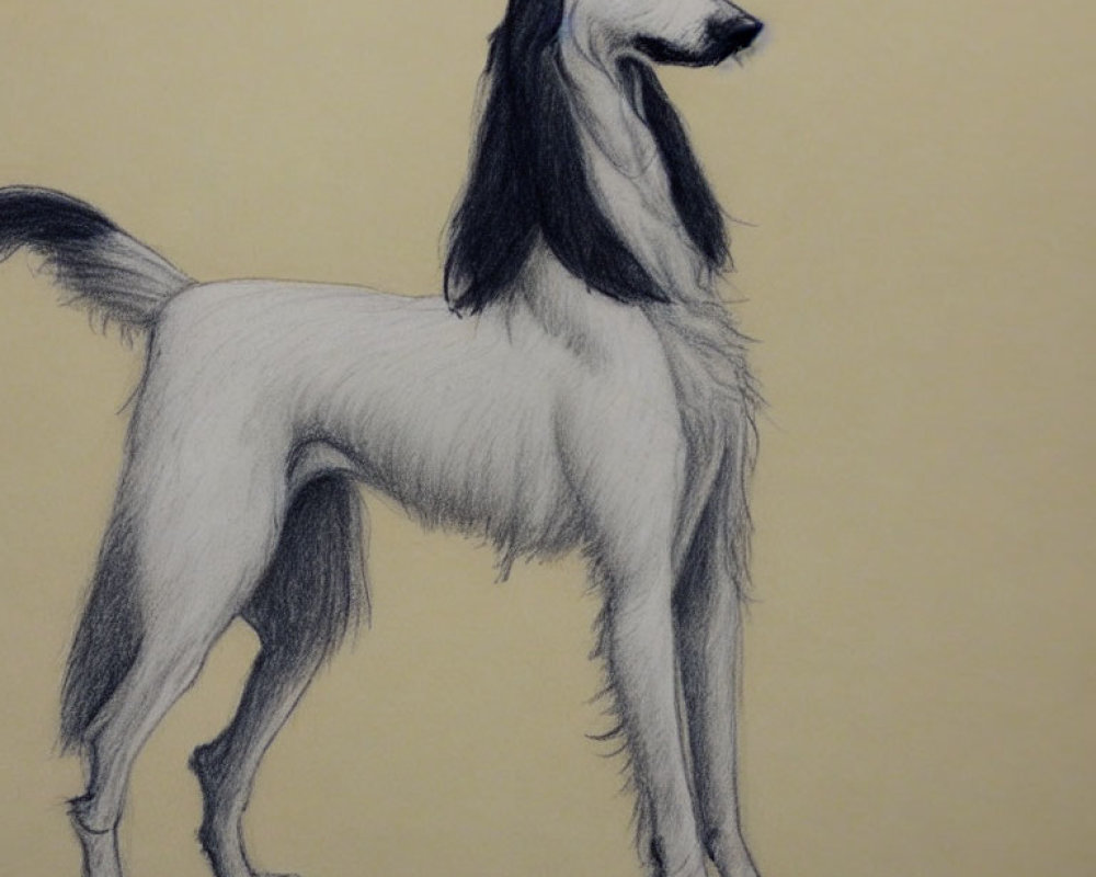 Saluki Dog Pencil Sketch on Yellowish Paper