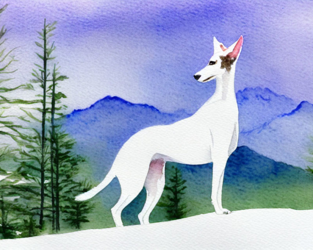 White slender dog in snowy landscape with purple mountains & evergreen trees
