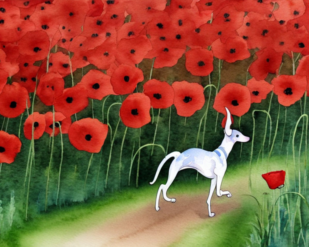 Stylized white kangaroo in red poppy field with watercolor effect