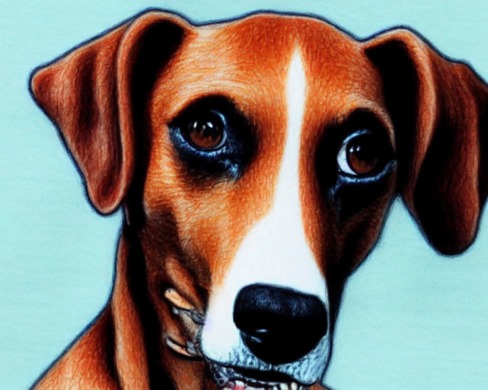 Realistic colored pencil drawing of a brown and white dog with soulful eyes on light blue backdrop