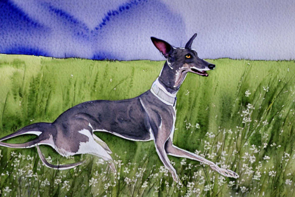 Greyhound Running in Grass Field Watercolor Painting