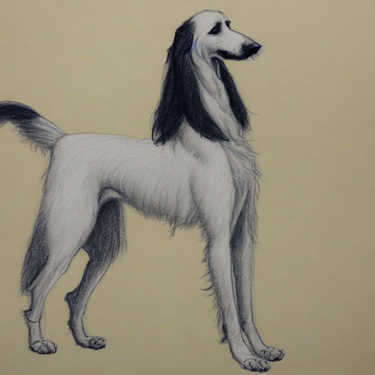 Saluki Dog Pencil Sketch on Yellowish Paper