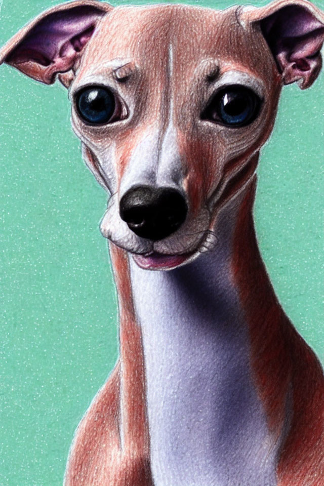 Italian Greyhound with Oversized Blue Eyes and Prominent Ears on Green Background