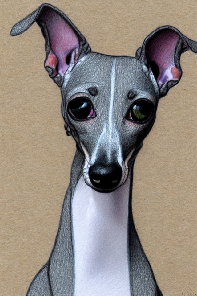 Grey Italian Greyhound Colored Pencil Sketch on Tan Paper