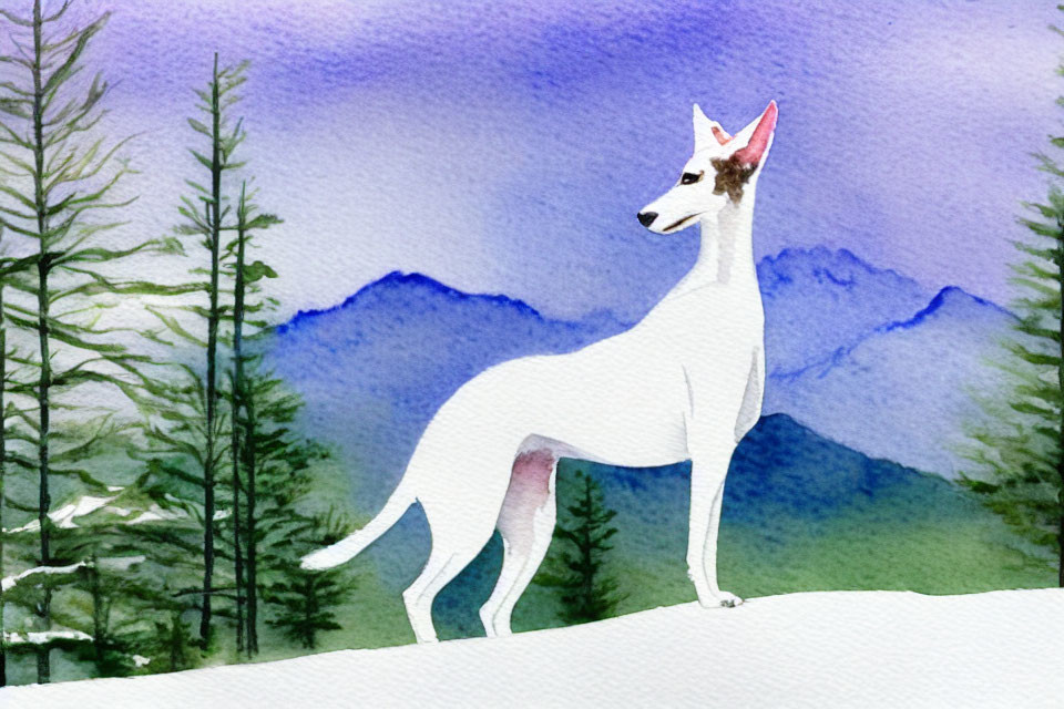 White slender dog in snowy landscape with purple mountains & evergreen trees