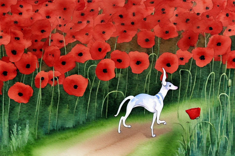 Stylized white kangaroo in red poppy field with watercolor effect