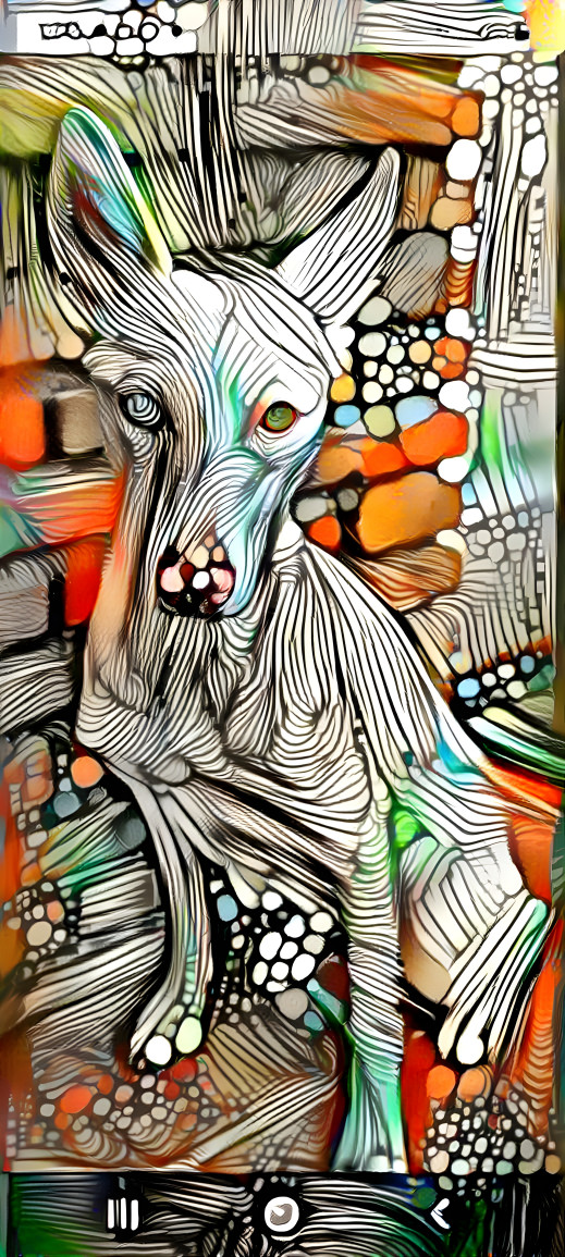 Podenco