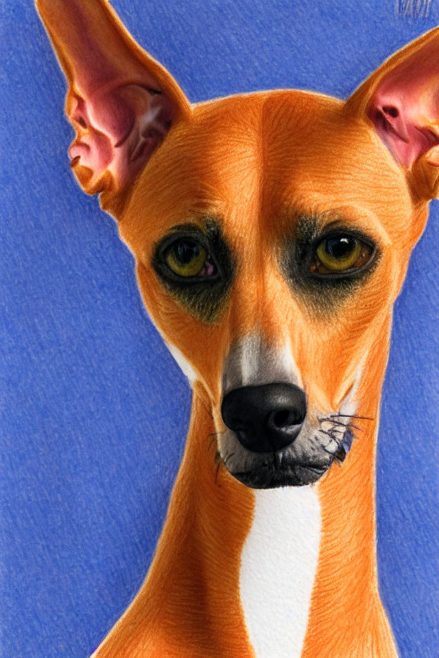 Close-Up of Dog with Sharp Ears and Intense Yellow Eyes on Blue Background