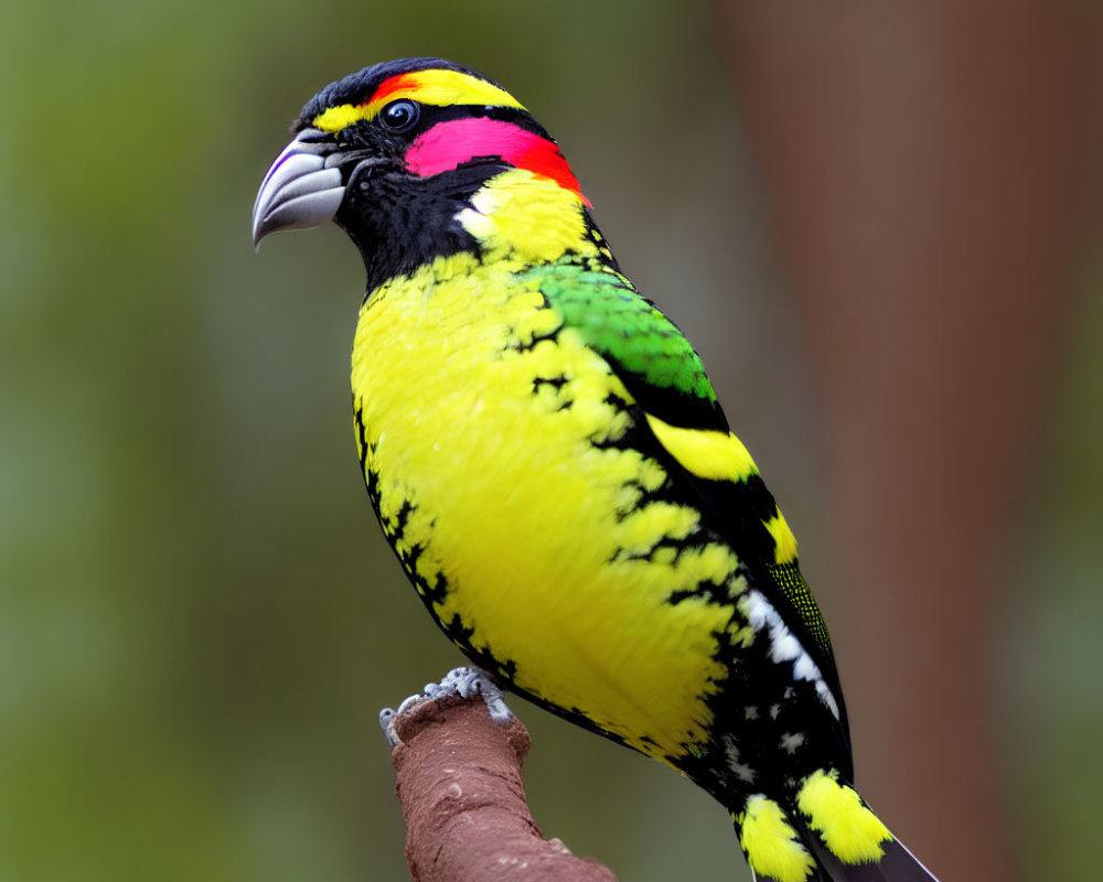 Colorful Barbet Bird Perched on Branch with Vibrant Plumage