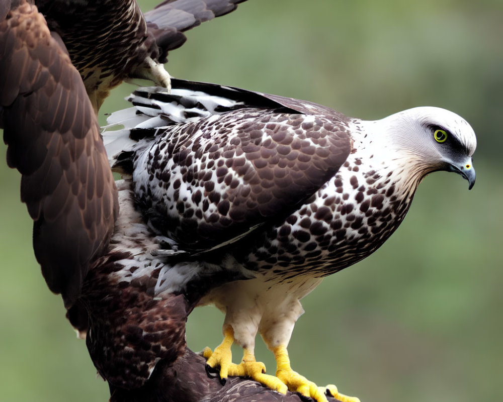 Majestic brown and white eagles perched closely together