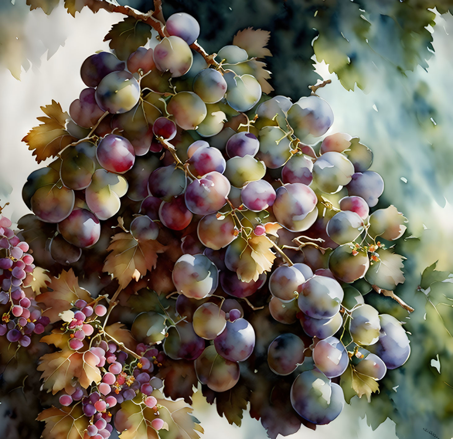 Purple and Green Grapes Cluster with Leaves on Blurred Background