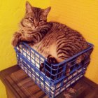 Plump tabby cat with striking patterns on draped fabric against yellow background