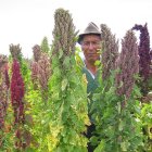 Person in Brown Hat and Sunglasses Peeking Through Flowering Plants